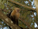 White-Throated Capuchin Monkey, Cebus Capucinus, in a Tree