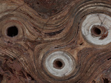 Fossilized Stromatolite, Conophytum Basalticum, from the Cambrian