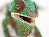 A Panther Chameleon, Furcifer Pardalis