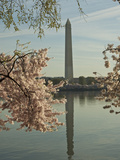 Cherry Blossoms at the Tidal Basin in Washington D.C.
