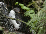 A Rockhopper Penguin on Rugged Island