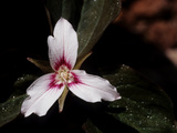 Buy Close Up of a Painted Trillium Bloom, Trillium Undulatum at AllPosters.com