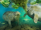Buy Captive Rehabilitated Florida Manatees Eating Lettuce and Greens at AllPosters.com