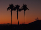 Buy Palm Trees at Sunset at AllPosters.com