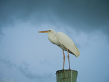 Buy An Egret on a Pier in Key Largo, Florida at AllPosters.com