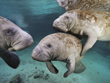 Buy Florida Manatees, Trichechus Manatus Latirostris, in Clear Water at AllPosters.com