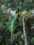 Buy Resplendent Quetzal, Pharomachrus Mocinno, Bird Perched in a Tree at AllPosters.com