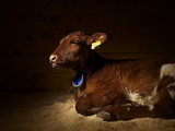 A Norwegian Red Cow Naps on a Mat at a Small Dairy Co-Op