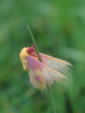 A Dew-Covered Rosy Maple Moth, Dryocampa Rubicunda, Clinging to Grass