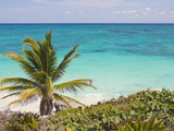 A Palm Tree on the Coast of the Yucatan Peninsula Near Tulum, Mexico