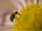 Spotted Cucumber Beetle, Diabrotica Undecimpunctata, on a Flower