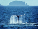 A Humpback Whale Sounding, Showing it