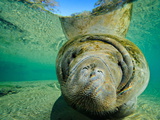 Buy Captive Rehabilitated Florida Manatee Close Up at AllPosters.com