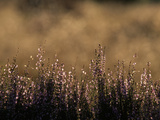 Buy Close Up of Heather Plants and Flowers at AllPosters.com