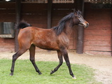 Buy Portrait of an Arabian Horse, Trotting at AllPosters.com