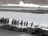 King Penguins, Aptenodytes Patagonicus, Entering the Water