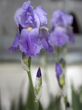 Irises Blooming in a Yard in Durango, Colorado