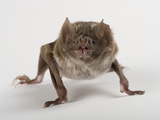 A Common Vampire Bat, Desmodus Rotundus