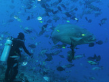A Giant Malabar Grouper Steals Some Bait Intended to Feed Sharks