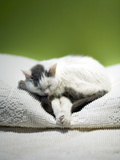 A Cat Asleep on a Bed