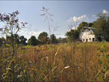 Buy A Barn and Wildflowers in the Maple Grove Road Rural Historic District at AllPosters.com