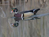 Portrait of a Male Wood Duck and His Reflection in Water