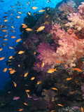 Anthias Schooling around a Soft Coral Garden
