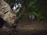 Buy A Camera Trap Captures a Bloodied Indian One-Horned Rhino at AllPosters.com