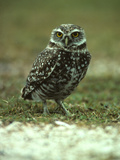 Buy Portrait of a Burrowing Owl, Athene Cunicularia at AllPosters.com