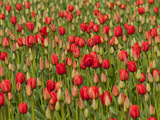A Field of Red Tulips in Spring, North of Seattle