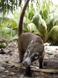 An Endemic Cozumel Coatimundi, Nasua Nelsoni, Foraging for Food