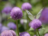 A Butterfly Alighted on a Thistle