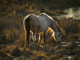 Buy A Back Lit View of a Chincoteague Pony Foraging in a Grassy Meadow at AllPosters.com