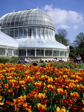 Buy The Palm House at Belfast's Botanic Gardens at AllPosters.com