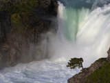 Buy A Coigue Tree with Twisted Trunk Due to the Wind in Patagonia at AllPosters.com