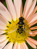 Hover Fly on Perennial Flower