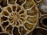 Fossilized Ammonite, Desmoceras Species, from Upper Early Cretaceous