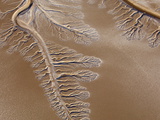 Beautiful Tendrils Fill the Now Dry Colorado River Delta