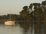 A Sailboat Moored Near a Stand of Eucalyptus Trees at Sunrise