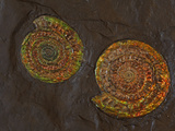 Fossilized Ammonites, Coccosteus Cuspidata, from the Mid-Devonian