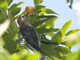 Golden-Fronted Woodpecker, Melanerpes Aurifrons Leei, Eating