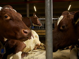 Norwegian Red Cows Nap on a Mat at a Small Dairy Co-Op