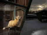A Fox Bred Through Generations to Be as Human-Friendly as Dogs