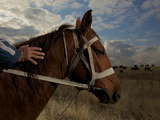 Buy A Kazakh Horse Watches Thoroughbred Horses Grazing at AllPosters.com