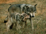 A Bloody-Faced Female Gray Wolf Pup with an Alpha Male