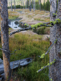 Buy Dead Trees in a Meadow with a Small Stream at AllPosters.com
