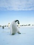 Young emperor penguin in front of a flock of penguins