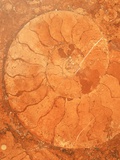 Buy Fossil in Red-Brown Marble at AllPosters.com