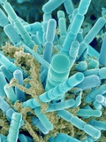 Buy Sea Diatom at AllPosters.com