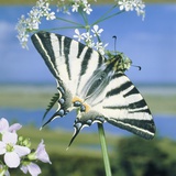 Sail butterfly sitting on a blossom